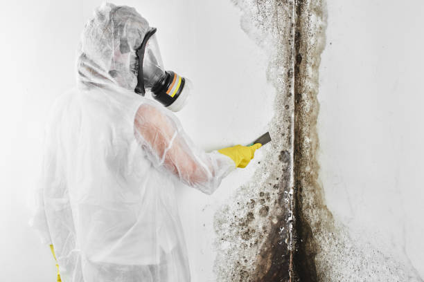 Best Emergency Mold Removal  in St Leon, IN