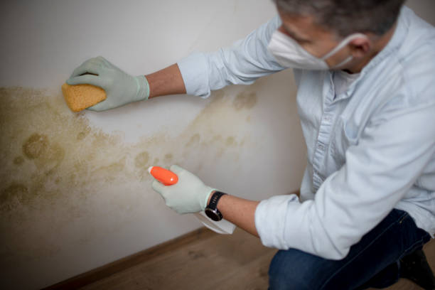 Best Crawl Space Mold Removal  in St Leon, IN