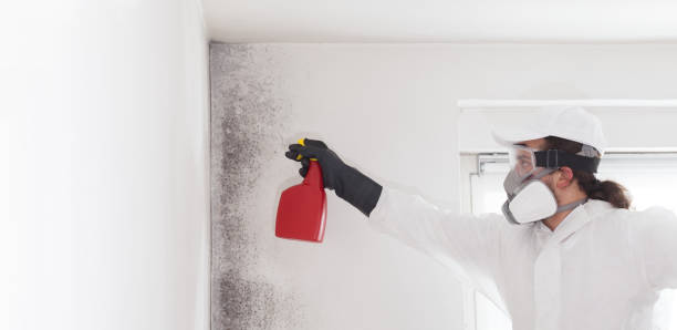 Best Toxic Mold Removal  in St Leon, IN