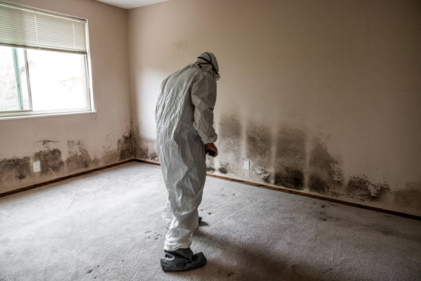 Best Black Mold Removal  in St Leon, IN