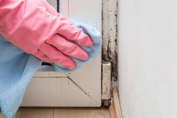 Best Affordable Mold Removal  in St Leon, IN